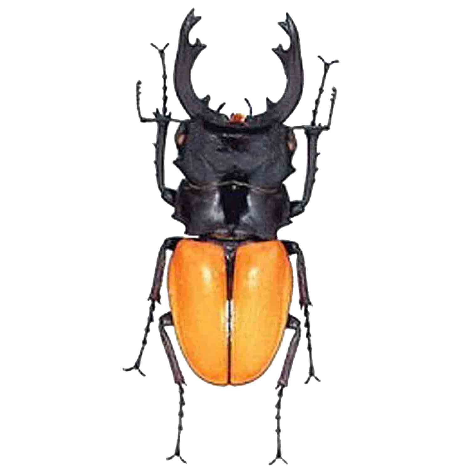 L'Arca di Noè - Odontolabis mouhoti elegans LARGE Cervo Volante